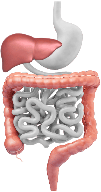 gastrointesstinal tract