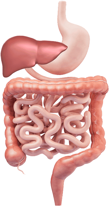 gastrointesstinal tract