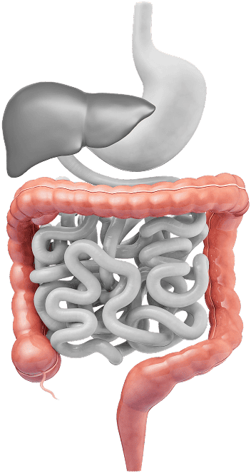gastrointesstinal tract