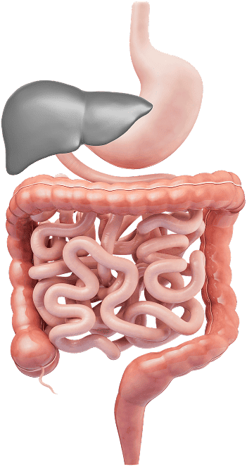 gastrointesstinal tract